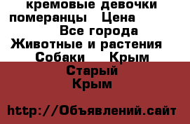 кремовые девочки померанцы › Цена ­ 30 000 - Все города Животные и растения » Собаки   . Крым,Старый Крым